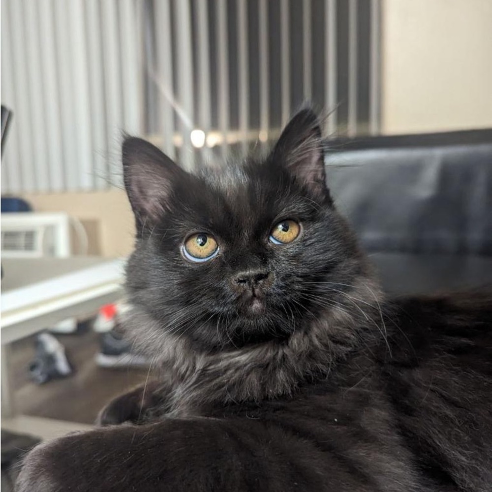 MEET FELIX 🐈‍⬛ - Picture 5 of 12